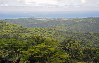 El Yunque National Forest - Cream Puff - Life's Sweet Treat