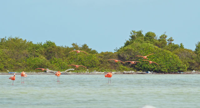 Searching for Flamingos - Cream Puff - Life's Sweet Treat