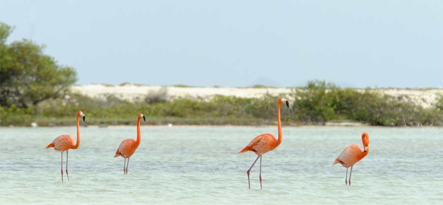 Bonaire Flamingos - Seeing flamingo was like seeing our first wild monkey or parrot. So cool!
