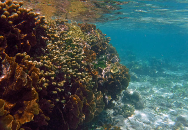 San Blas Islands – Eastern Holandes Cays - Cream Puff - Life's Sweet Treat