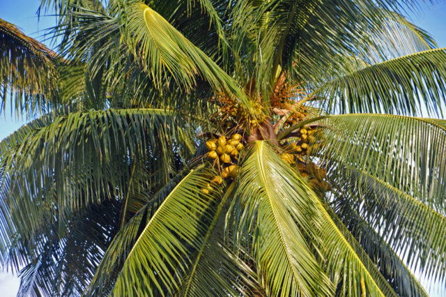 Tahiti is Beautiful - Cream Puff - Life's Sweet Treat